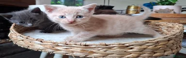 Blonde cream boy 1