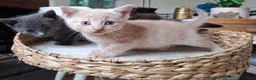 Maine Coon cats for sale: 5 MAINE COON CROSS KITTENS - 3 LEFT - Advert 25