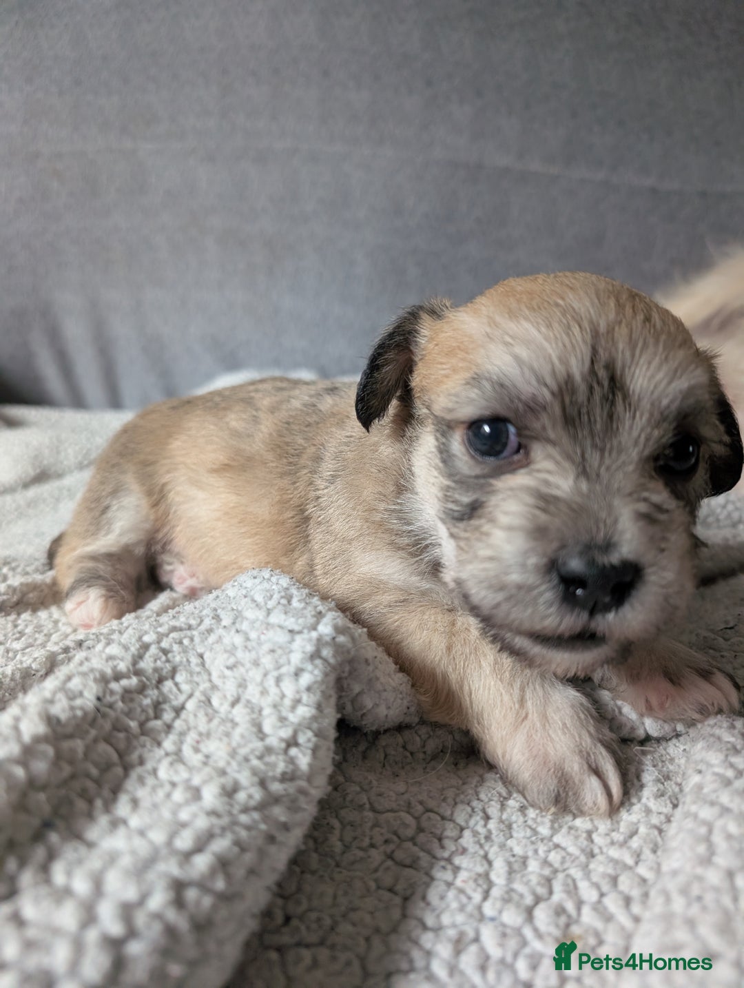 Glen of Imaal Terrier dogs for sale: Glen of Immal - Image 5
