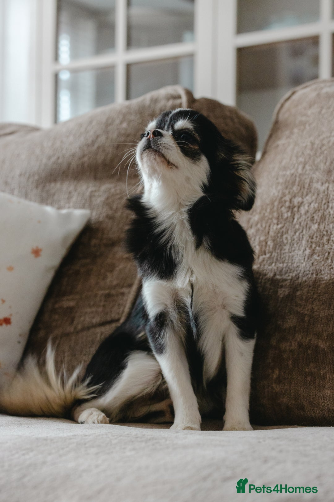 Chihuahua dogs for sale: Unique marking husky LC chihuahua girl  - Advert 9