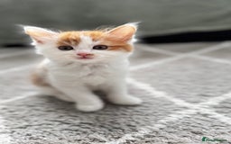 Domestic Shorthair cats for sale: Beautiful and adorable kittens for sale☺️ - Image 5