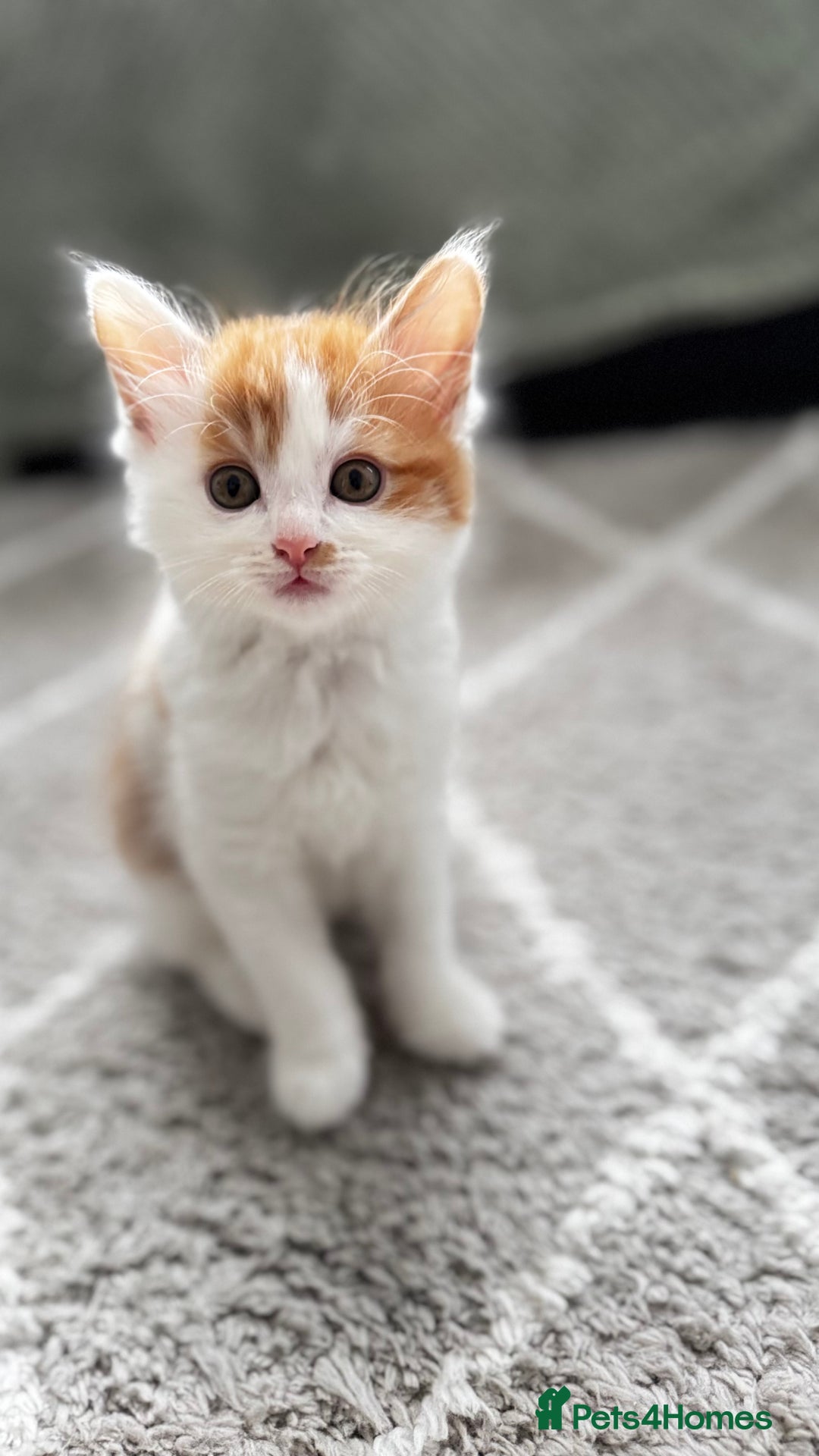 Domestic Shorthair cats for sale: Beautiful and adorable kittens for sale☺️ - Image 5