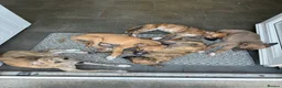 Mixed Breed dogs for sale: Whippet puppies for sale  in Swindon - Advert 8