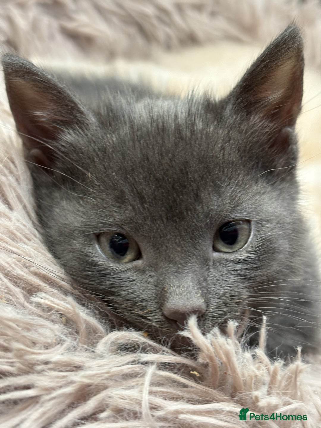Bengal cats for sale: Bengal Mixed Litter - 2 Ginger & 1 Blue/Grey - Image 24