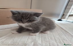 British Shorthair cats for sale: British Shorthair Kittens - Image 14