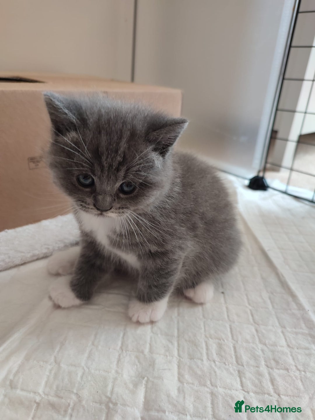 British Shorthair cats for sale: British Shorthair Kittens - Image 14