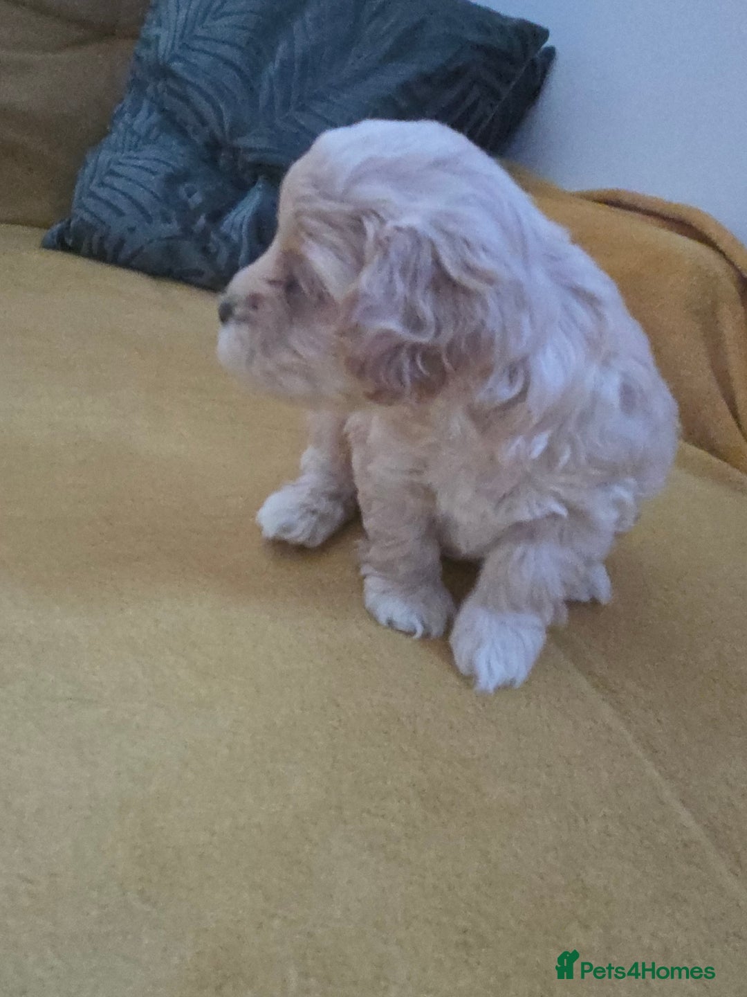 Maltipoo dogs for sale: F1 Maltipoo for sale  - Advert 9