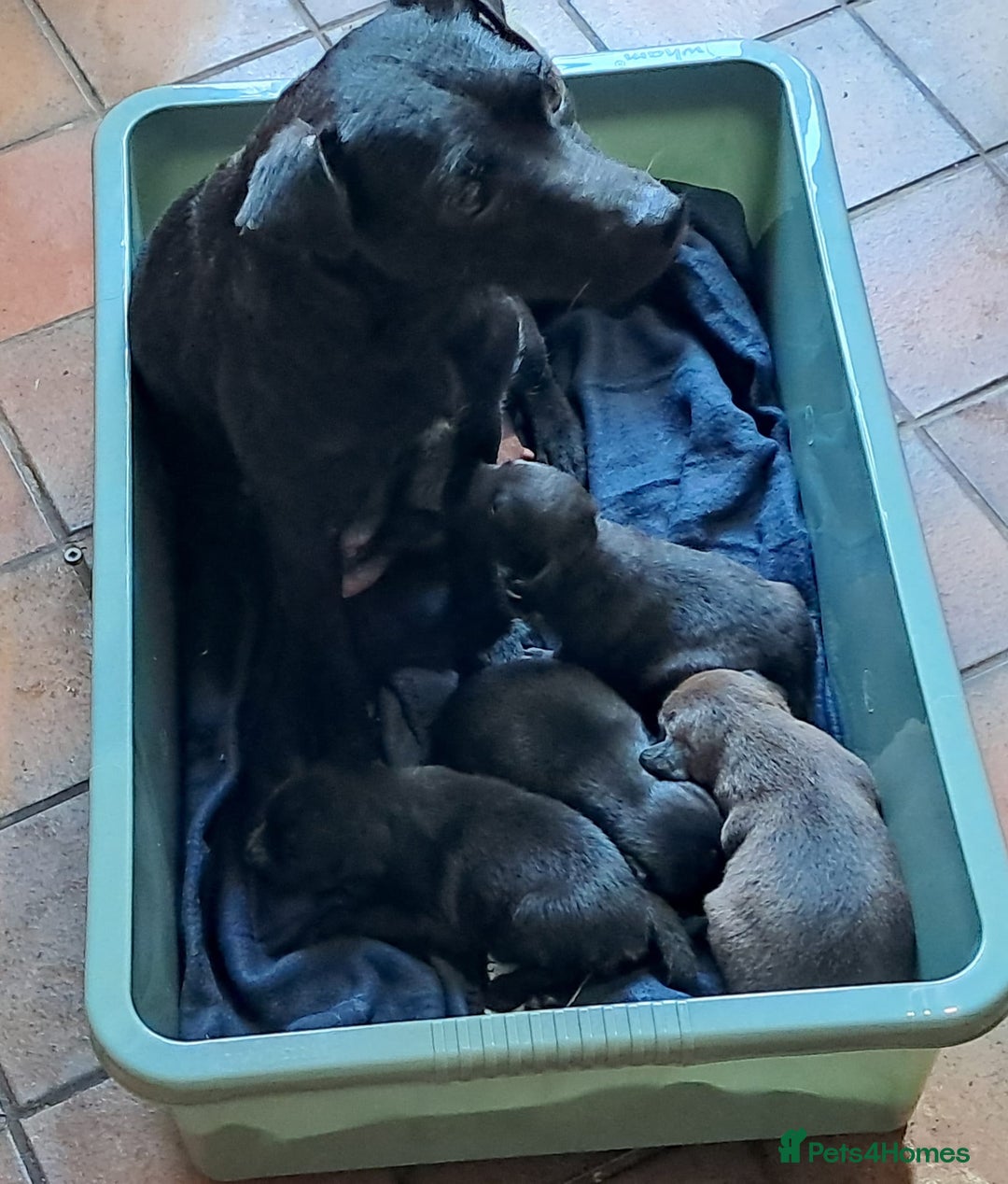 Mixed Breed dogs for sale: Patterdale/ fell terriers/ lakeland  - Image 24