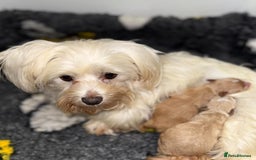 Maltipoo dogs for sale: Stunning Maltipoo Girl Available  - Advert 5