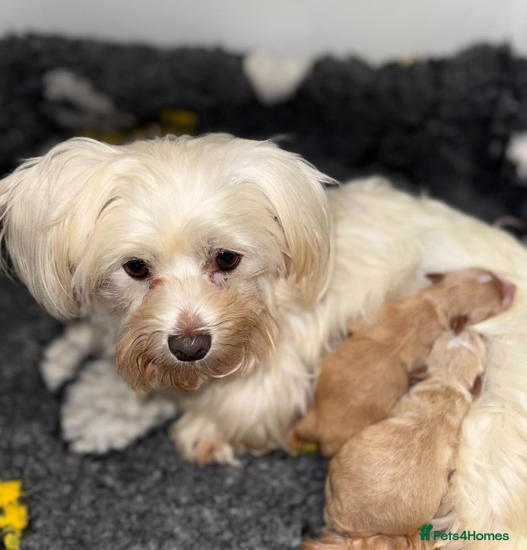 Maltipoo dogs for sale: Stunning Maltipoo Girl Available  - Advert 5