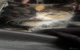 Mixed Breed cats for sale: Beautiful kittens ready for new loving homes  - Image 5