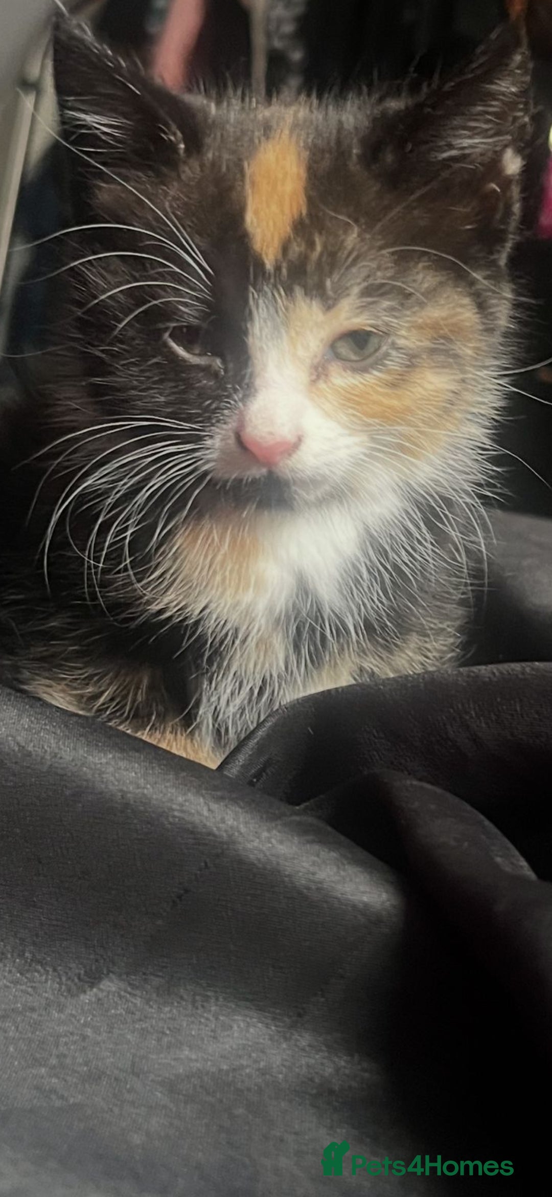 Mixed Breed cats for sale: Beautiful kittens ready for new loving homes  - Image 5