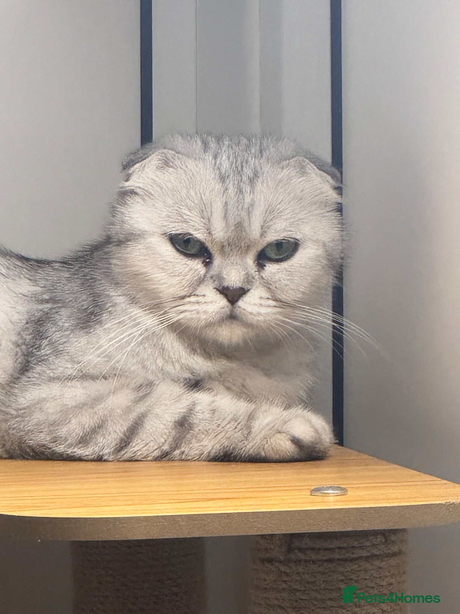 Scottish Fold cats Scottish fold girl with papers ready next week - Advert 2