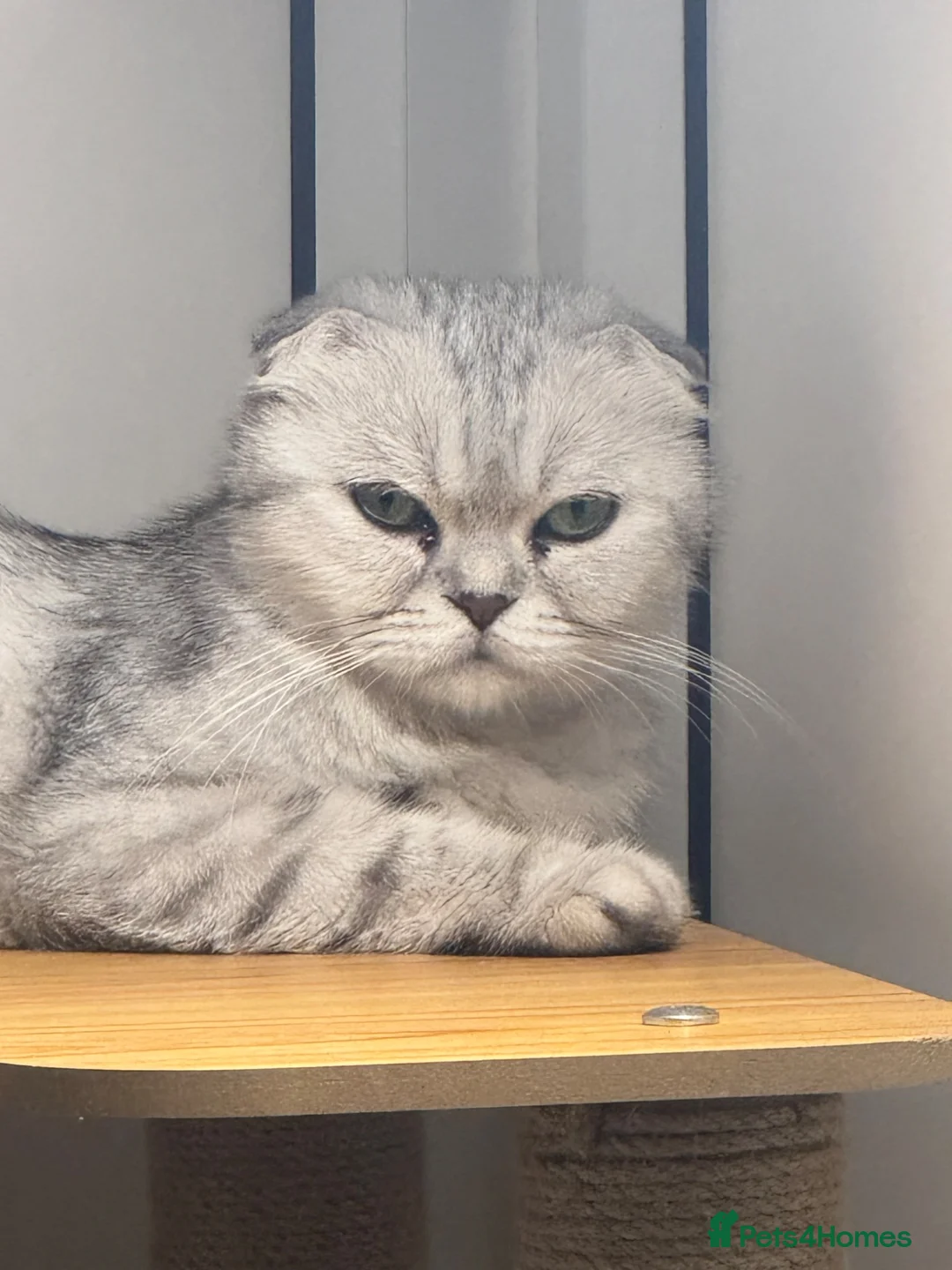 Scottish Fold cats for sale: Scottish fold girl with papers ready next week - Advert 2