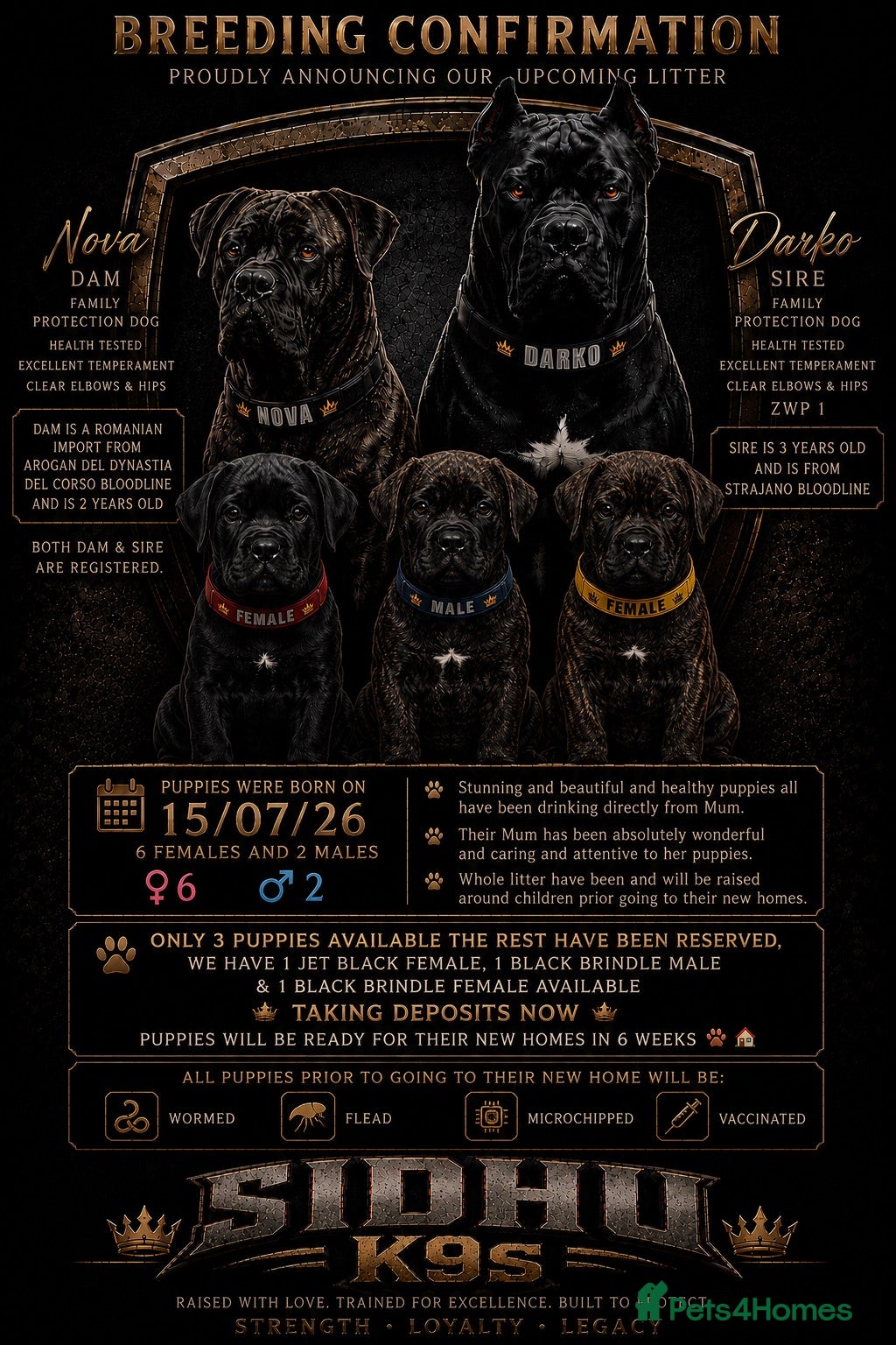 Cane Corso dogs Romanian Bloodline Cane Corso Puppies - Advert 7