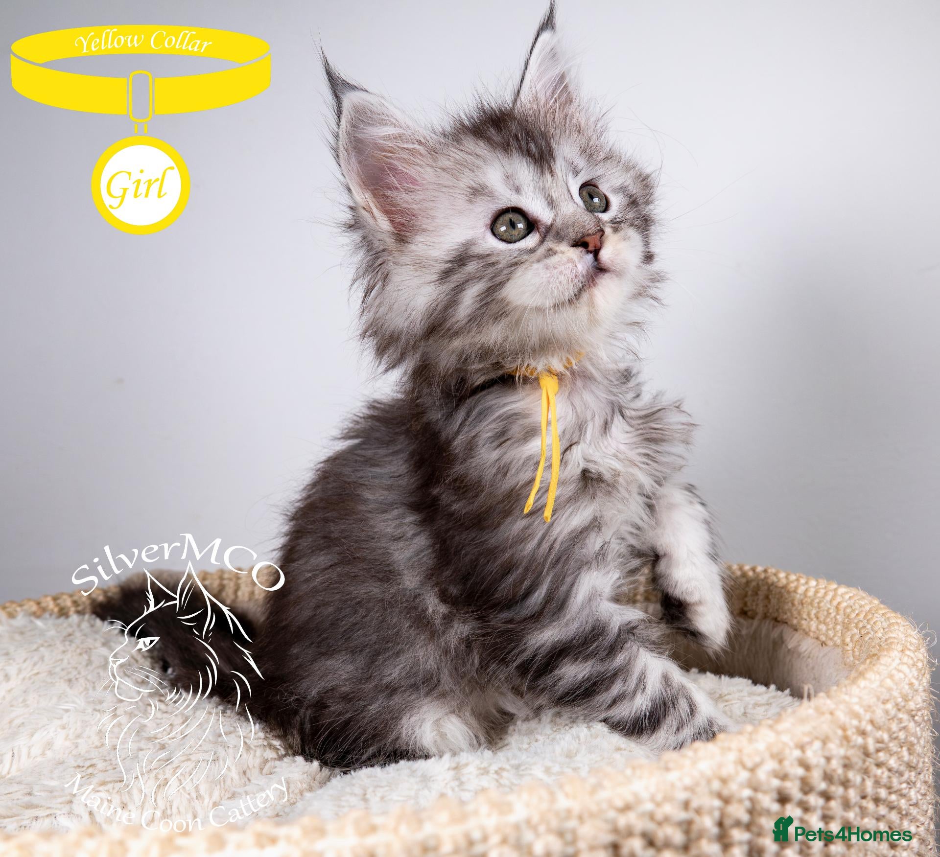 Maine Coon cats 💚Stunning XL TICA-registered Maine Coon Kittens  - Advert 2