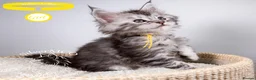 Maine Coon cats for sale: 💚Stunning XL TICA-registered Maine Coon Kittens  - Advert 3