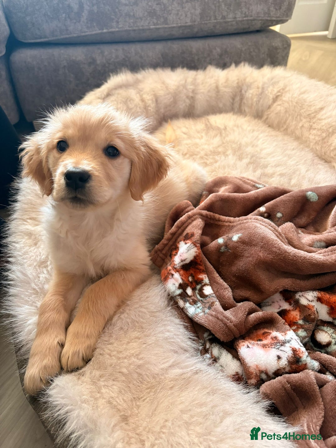 Golden Retriever dogs for sale: Golden retriever puppy - Advert 3
