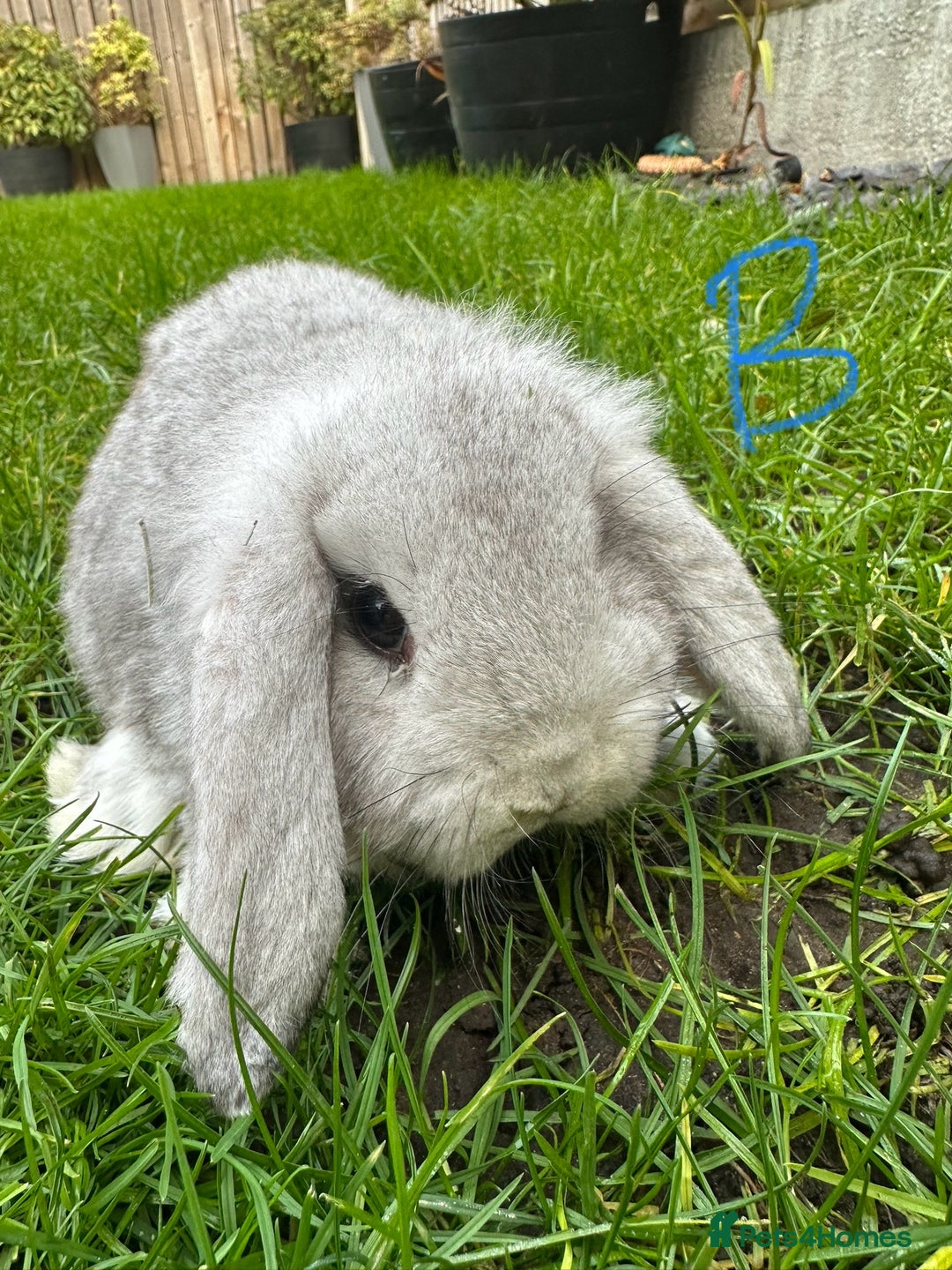 Mini Lop rabbits for sale: Mini Lop Rabbits For Sale  - Advert 12