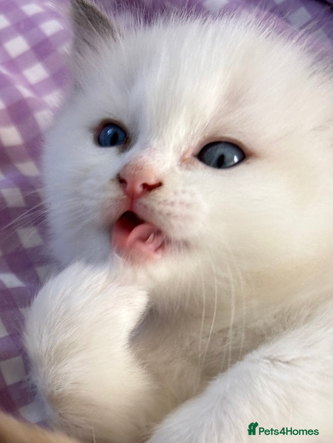 Ragdoll cats for sale: Adorable beautiful Ragdolls. - Image 2