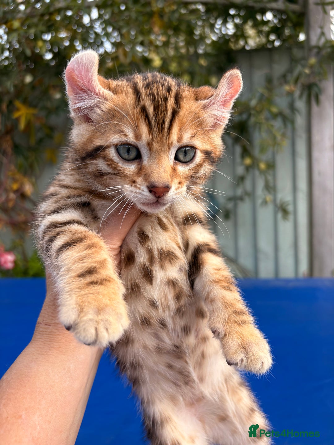 Keetso cats for sale: Stunning golden keetsos  - Image 26