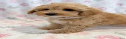 Maltipoo dogs for sale: Beautiful F1 Health Tested Maltipoo babies 💙🐾💖 - Advert 16