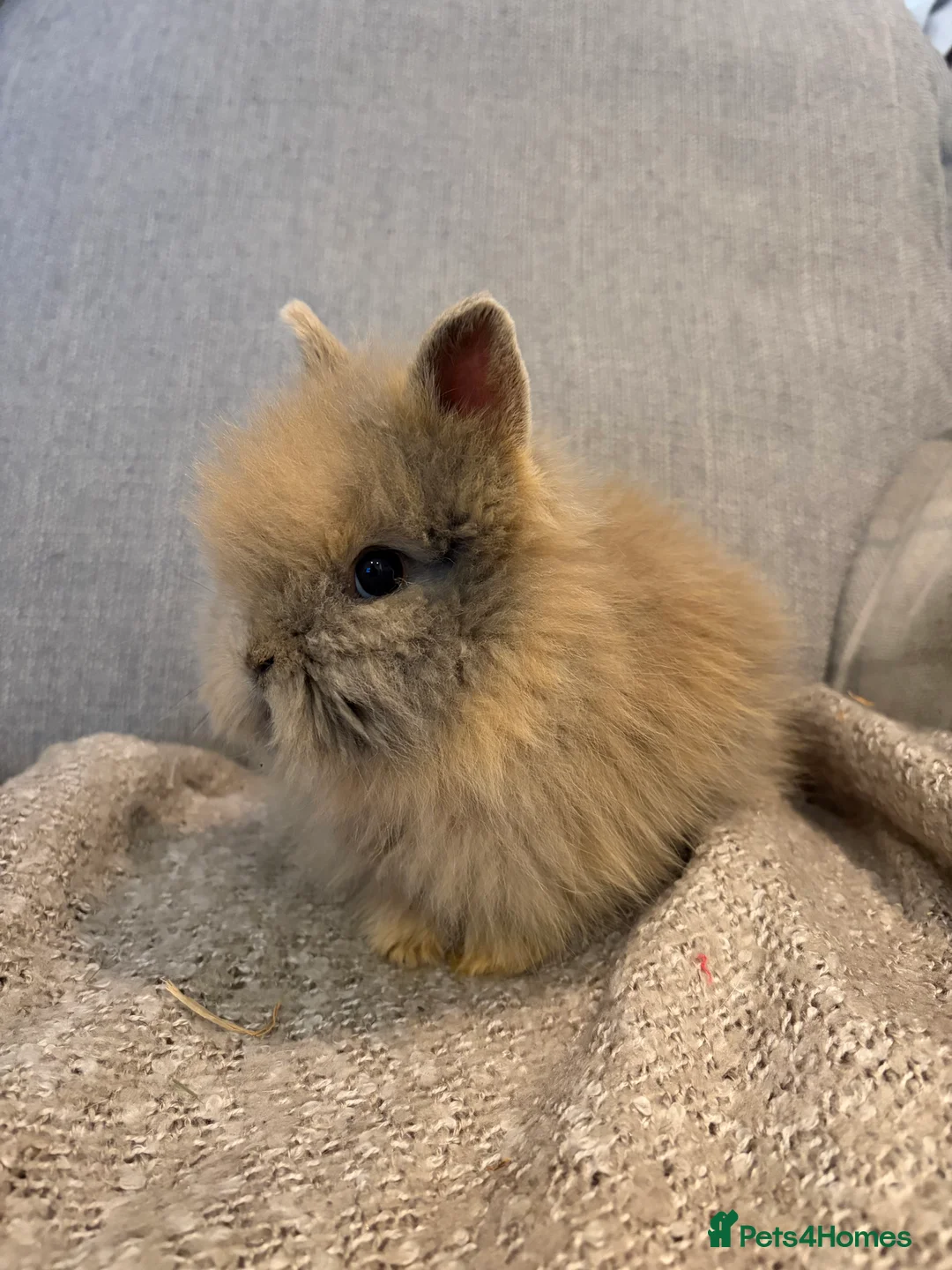 Lionhead rabbits for sale: Double mane lion head baby’s for sale  - Advert 8