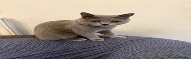 British Shorthair 3 mummy cat 