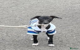 Italian Greyhound dogs for sale: Beautiful tiny Italian greyhound 11 weeks.  - Image 8