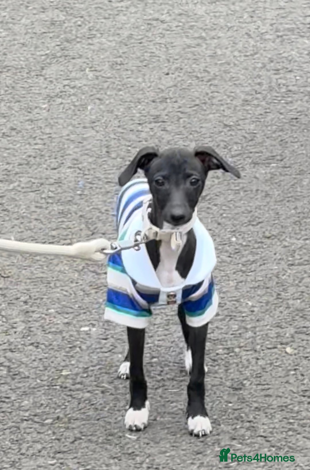 Italian Greyhound dogs for sale: Beautiful tiny Italian greyhound 11 weeks.  - Image 8