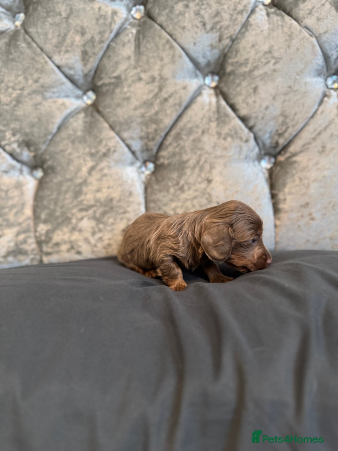 Miniature Dachshund dogs for sale: Miniature dachshund - Image 3