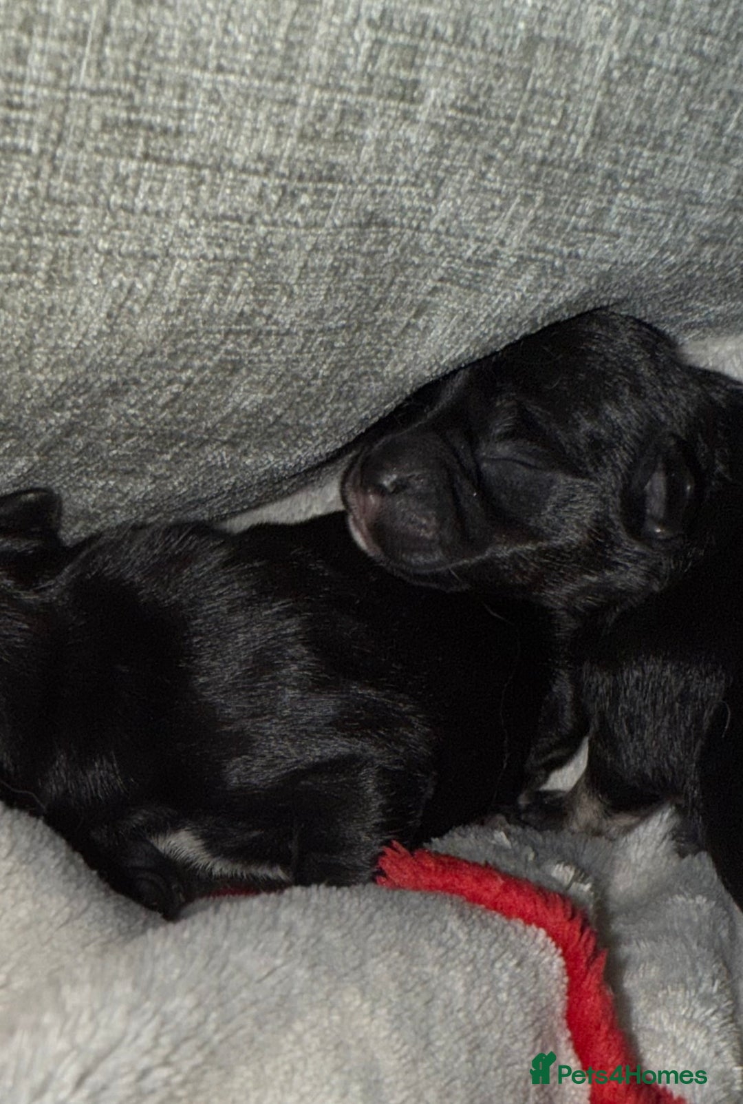 Mixed Breed dogs for sale: Bichon-A-Ranian And French bulldog mix - Image 4