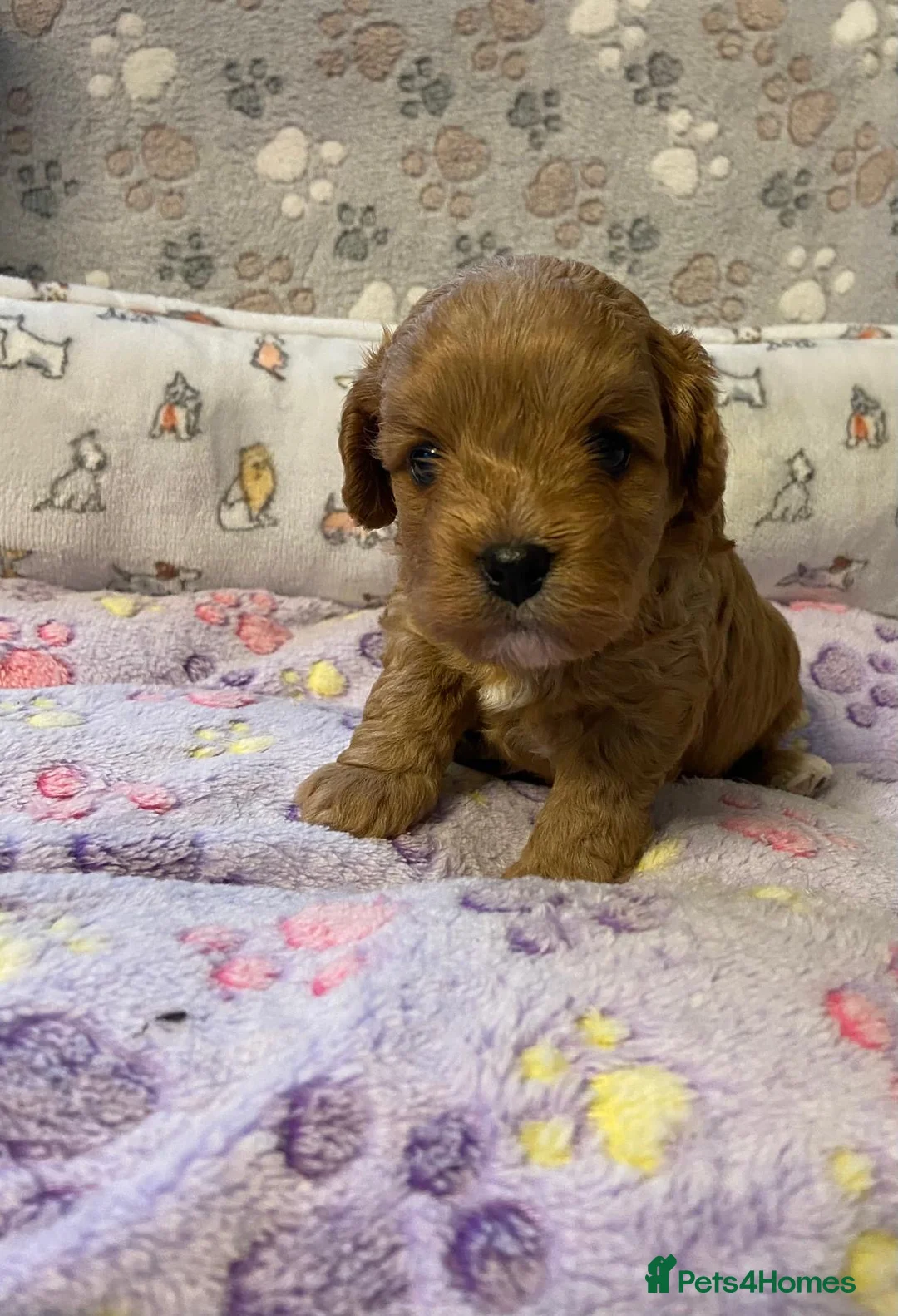 Cavapoo dogs for sale: Beautiful Cavapoo Puppies Ready to leave end ofFeb - Advert 4