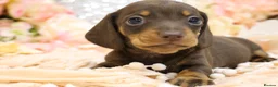 Miniature Dachshund dogs for sale: Miniature Dachshund Puppies - Advert 16