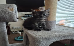 British Shorthair cats for sale: Black Short Haired Tabby Cross Breed Kitten - Image 13