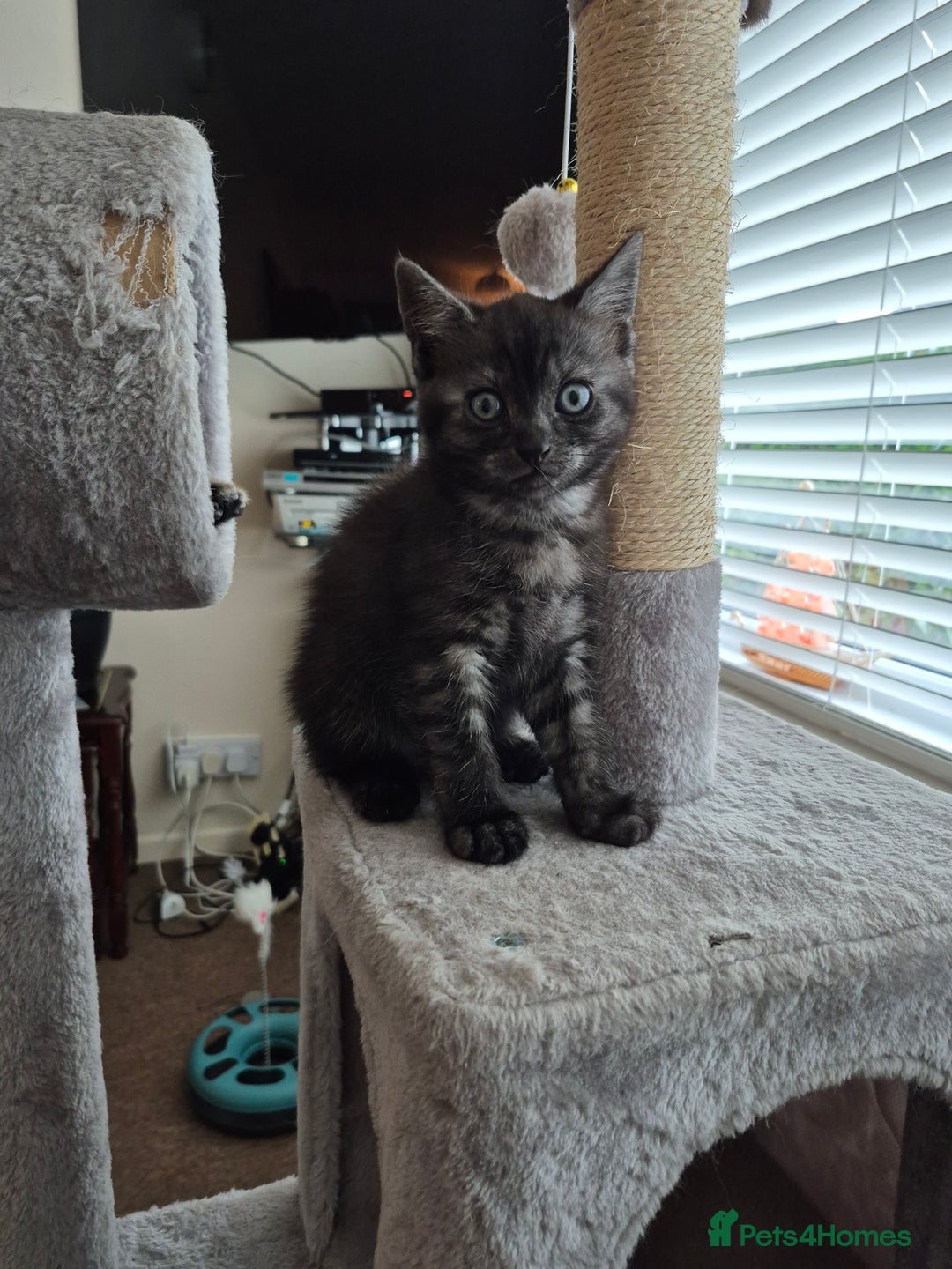 British Shorthair cats for sale: Black Short Haired Tabby Cross Breed Kitten - Image 13