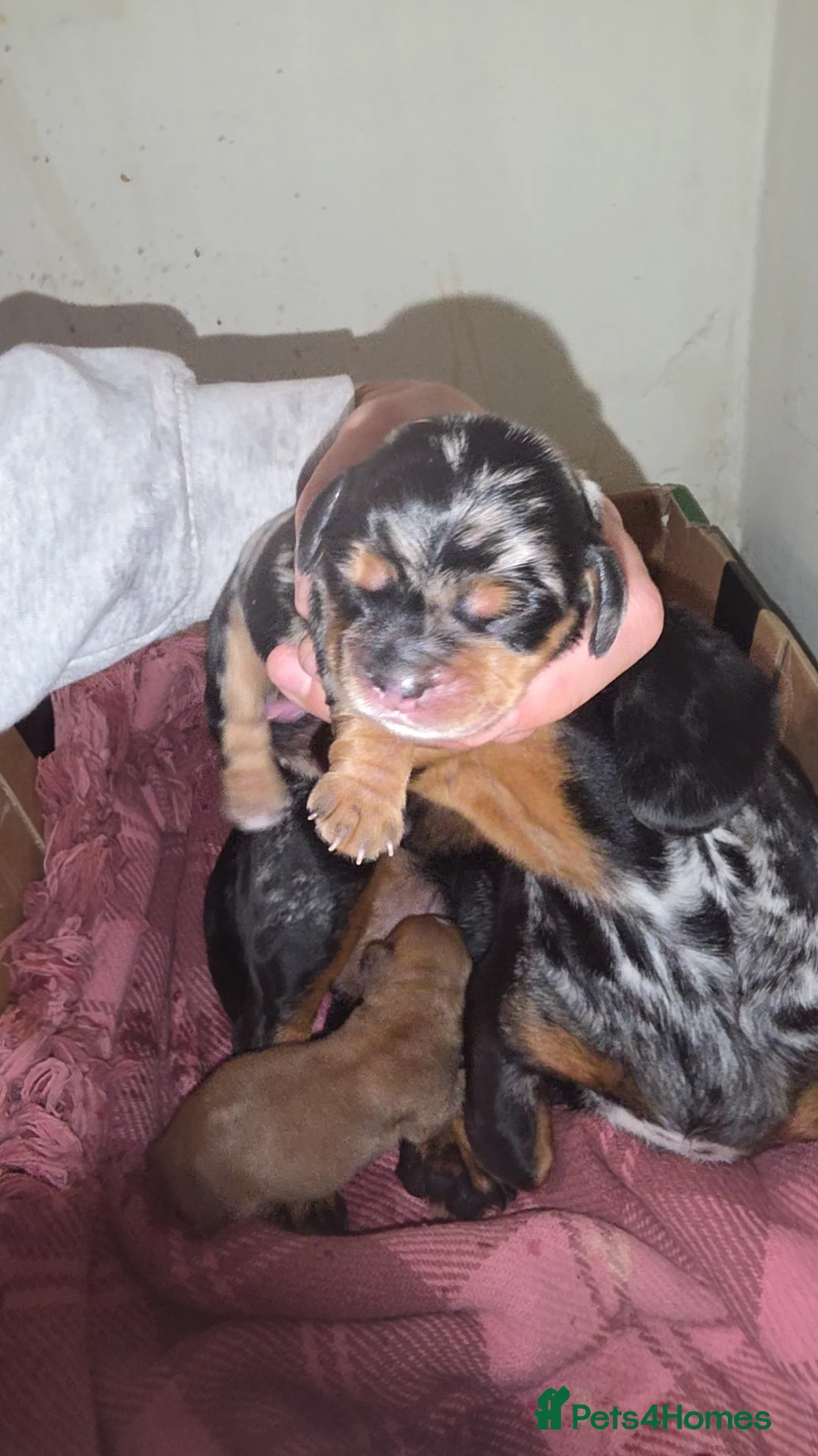 Mixed Breed dogs for sale: Daschund X Pug - Advert 7