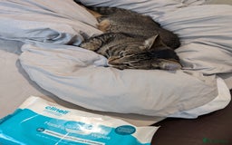Bengal cats for sale: 3 year old loving Bengal cross needs a new home - Image 5