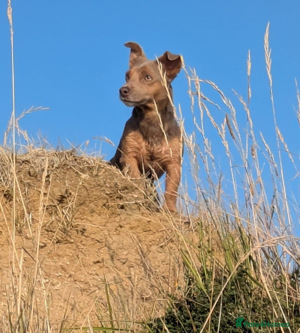 Jack Russell dogs 🐾 Handsome Short legged Jack Russell Stud Proven - Advert 5