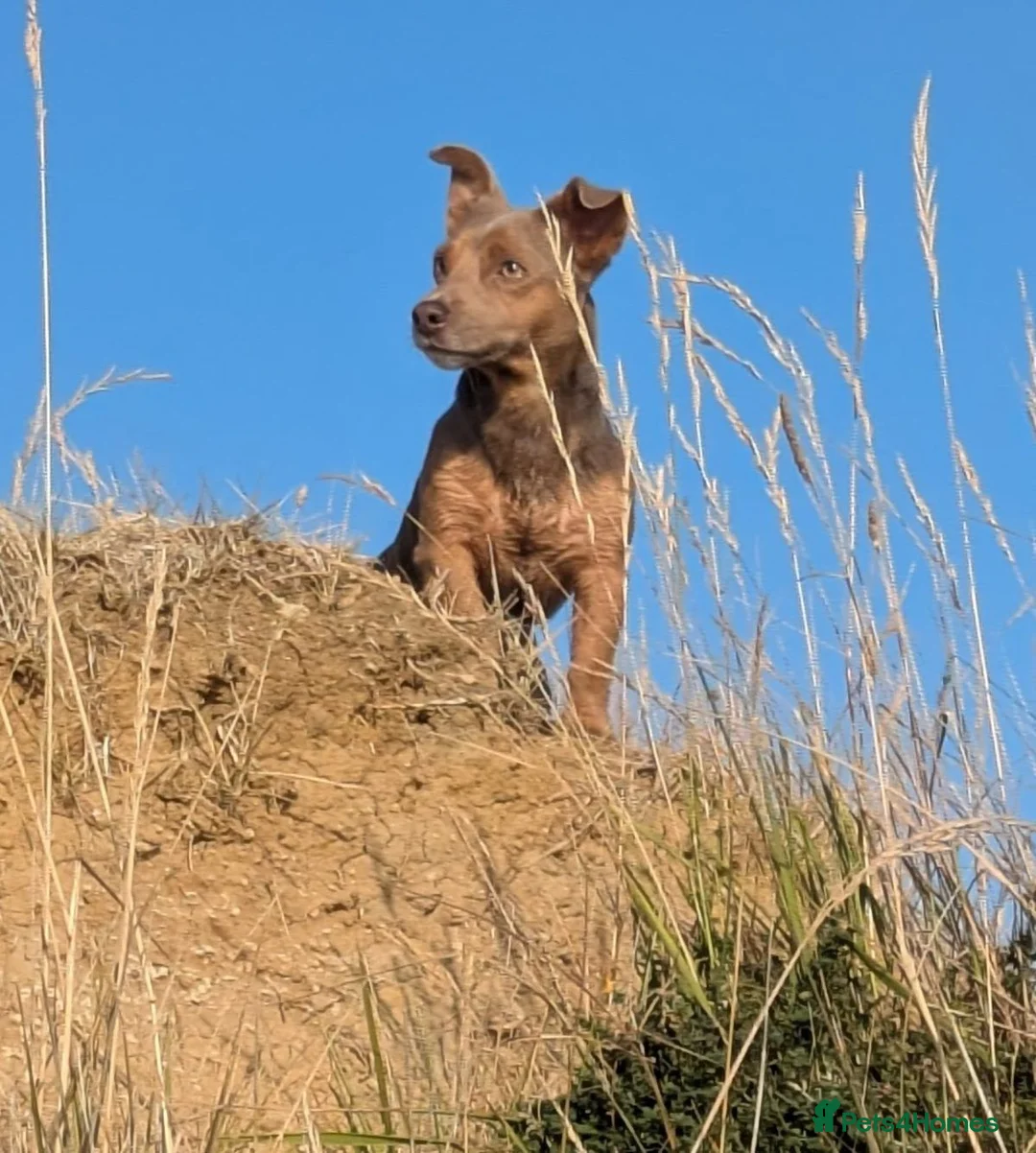 Jack Russell dogs for stud: 🐾 Handsome Short legged Jack Russell Stud Proven - Advert 1