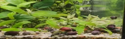 Snails fish for sale: Mystery Snails - Advert 2