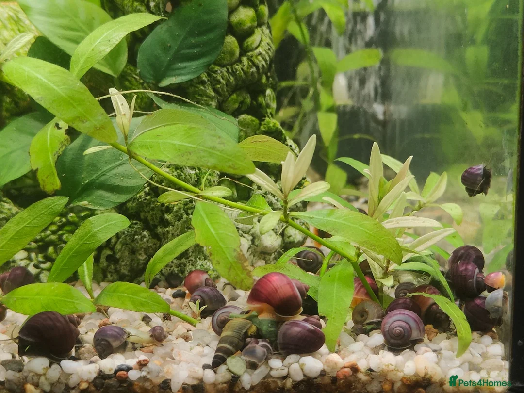 Snails fish for sale: Mystery Snails - Advert 2