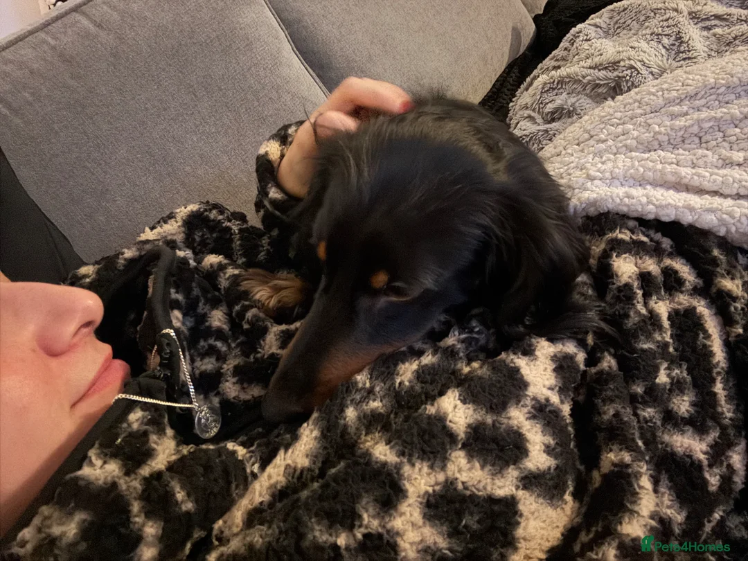 Miniature Dachshund dogs for sale: Long haired miniature daschund in Bridlington - Advert 2