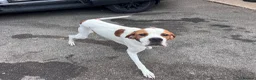 Pointer dogs for sale: ONE YEAR OLD ENGLISH  POINTER  - Advert 3