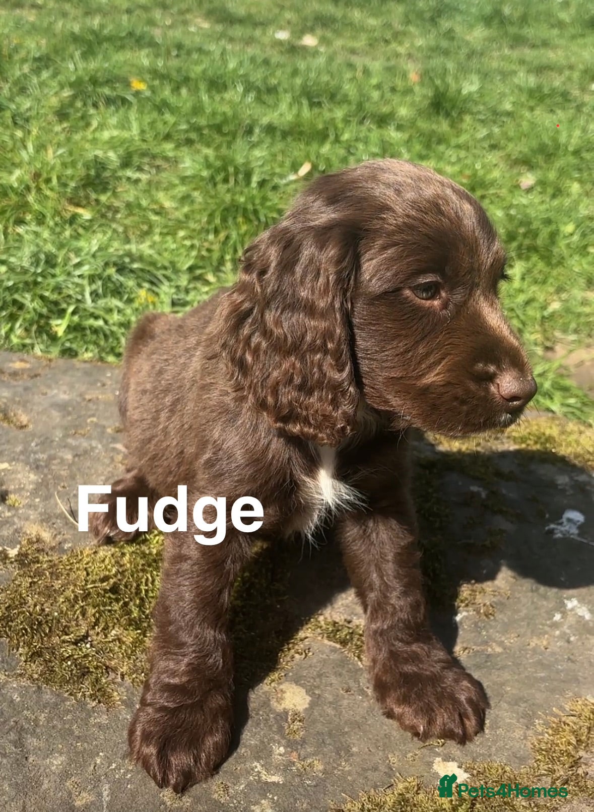 Sprocker dogs 4 Beautiful Sprocker Spaniel Puppies - Advert 1