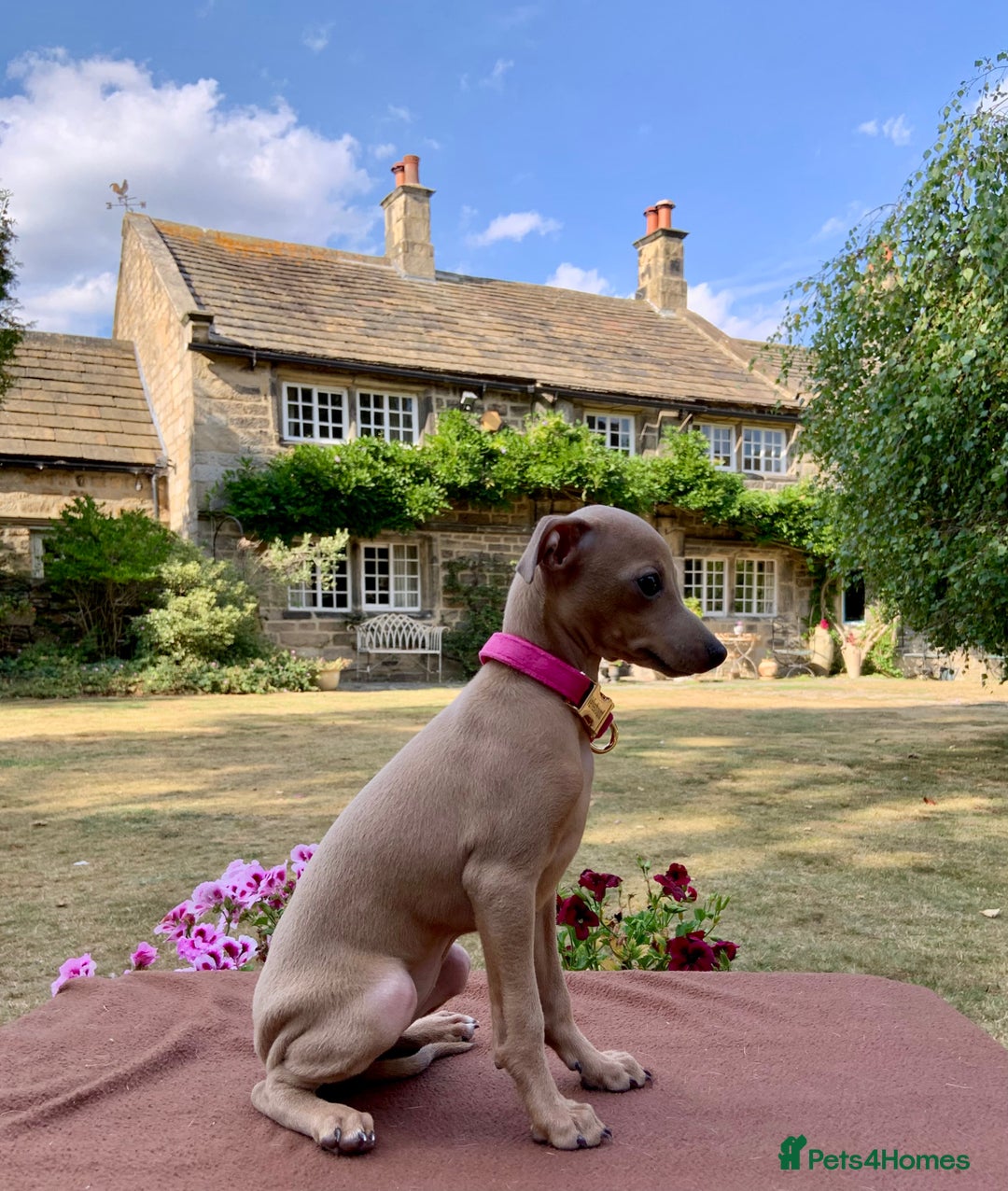 Italian Greyhound dogs for sale: Italian greyhound puppies KC reg. European lineage - Image 19