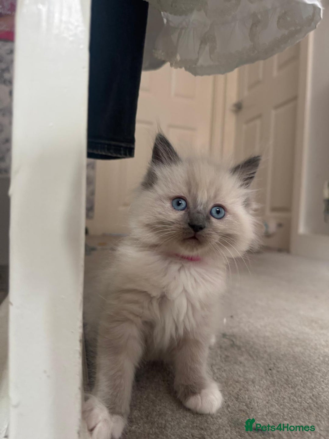 Ragdoll cats for sale: ragdoll kittens ready in 1 week  🩵💚💜 - Image 6