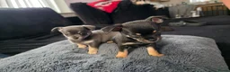 Chihuahua dogs for sale: 4 tiny beautiful chihuahua puppies  in Liverpool - Advert 4