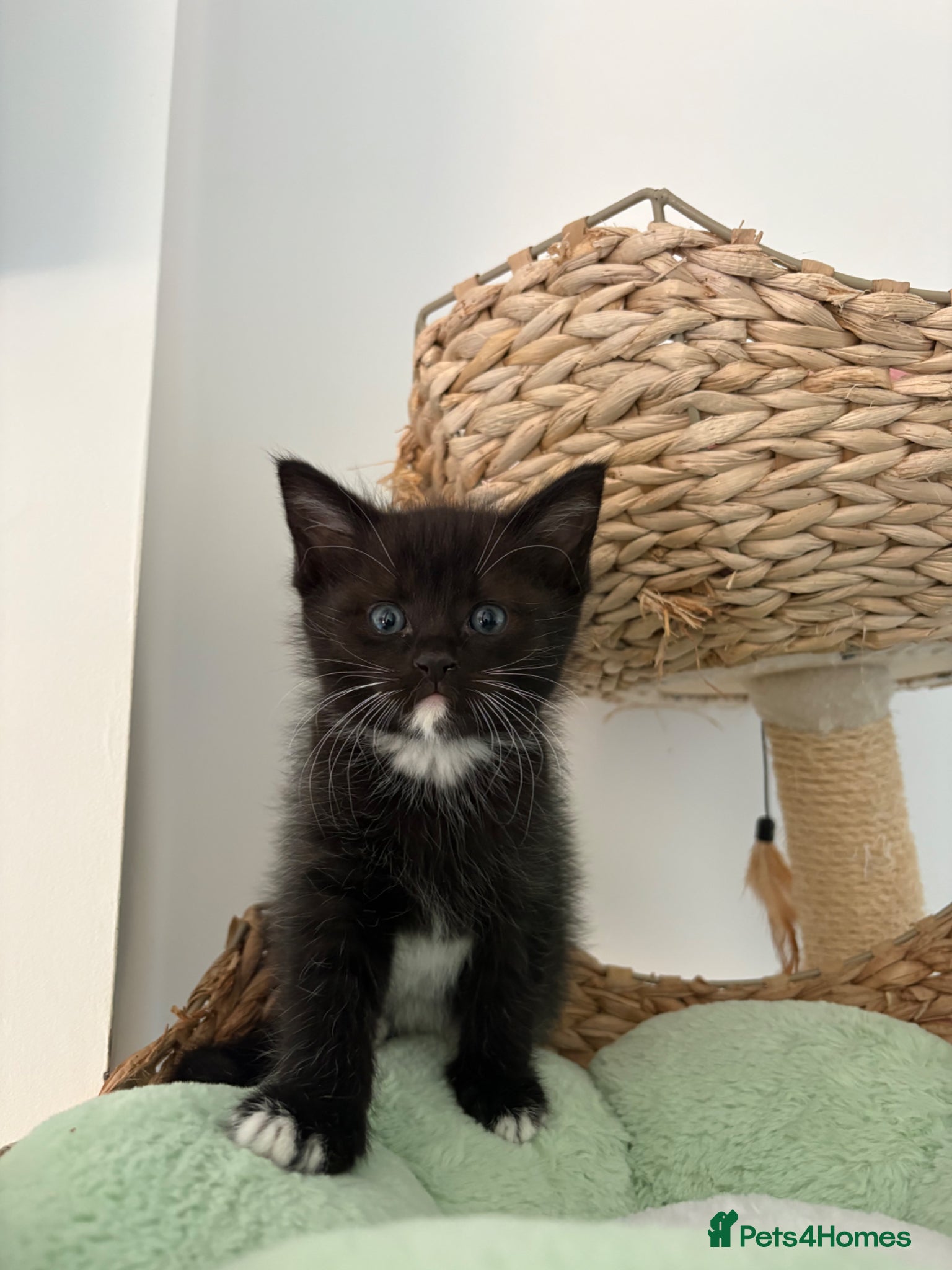 Mixed Breed cats Ragdoll cross Kittens for sale  - Advert 14