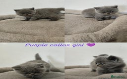 British Shorthair cats for sale: British Shorthair kittens  - Image 1